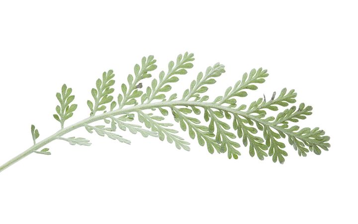 シルバーレース