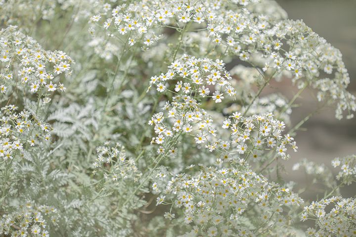 シルバーレース