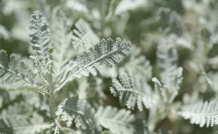 シルバーレース