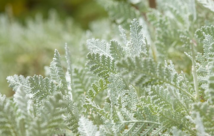 シルバーレース