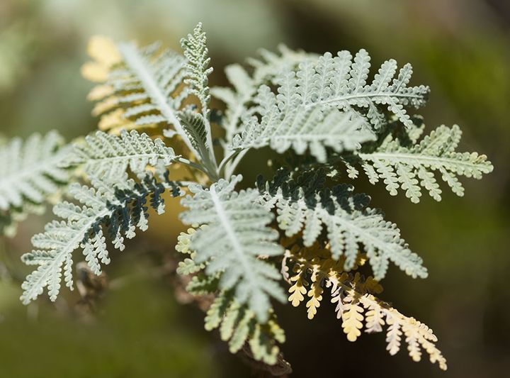 シルバーレース