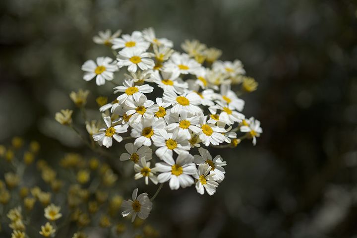シルバーレースの花