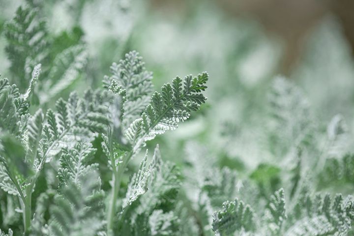 シルバーレース