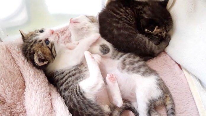 ひとりだけ目覚めた子猫