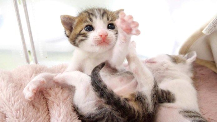 謎ダンスを踊る子猫