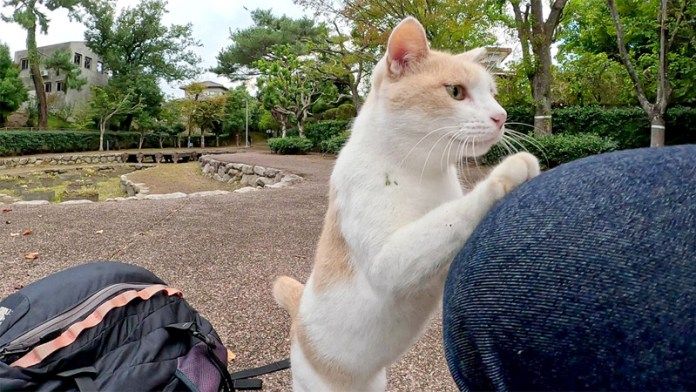 膝に乗りたい猫