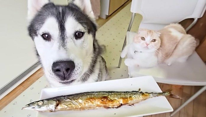 さんまが気になる犬と猫
