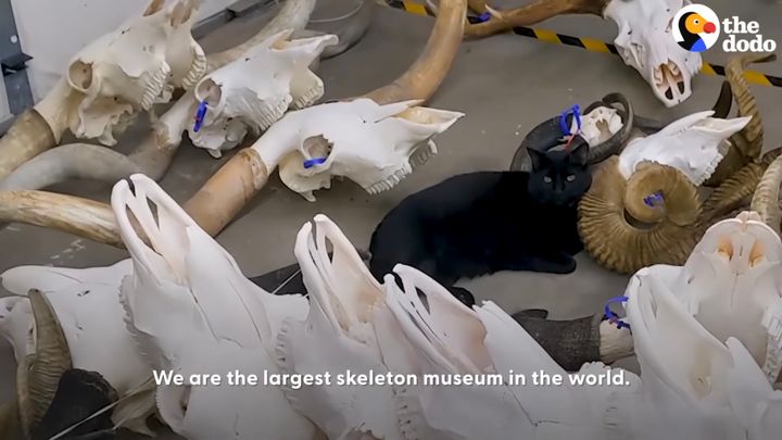 博物館を縦横無尽に闊歩する猫、化石と骨と標本と暮らす