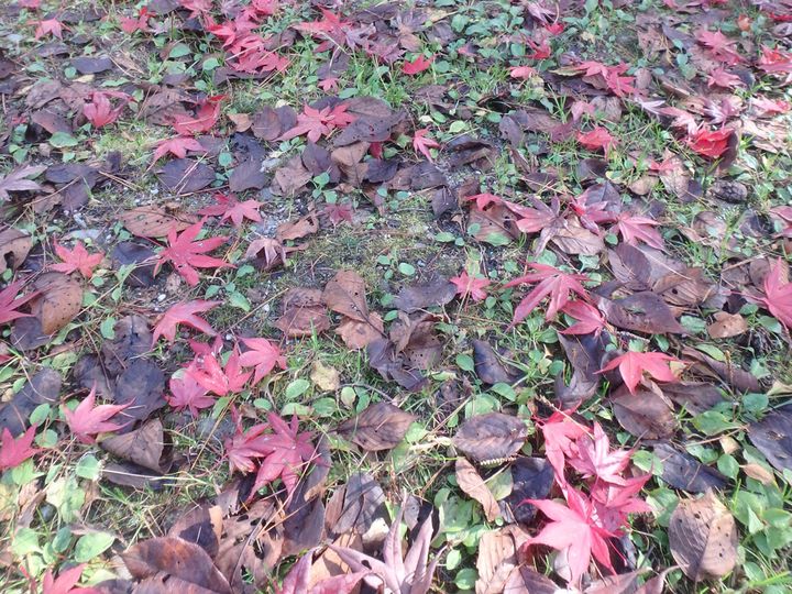 知らないと損！焚き火のNG行為とは？キャンパーがやってる対策術を徹底解説！