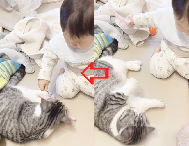 にゃんこと赤ちゃんが遊ぶ様子をご紹介！