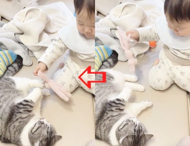 にゃんこと赤ちゃんが遊ぶ様子をご紹介！