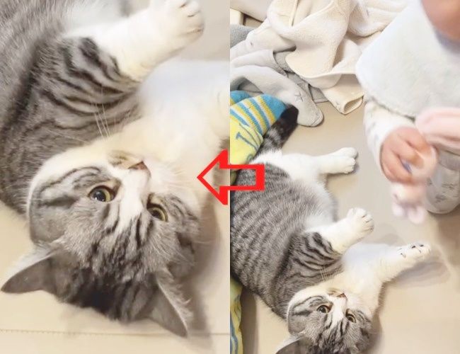 にゃんこと赤ちゃんが遊ぶ様子をご紹介！