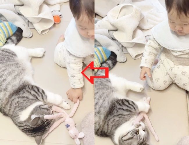 にゃんこと赤ちゃんが遊ぶ様子をご紹介！