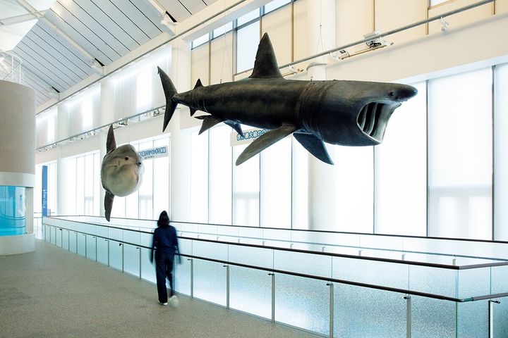 茨城〈アクアワールド茨城県 大洗水族館〉館内