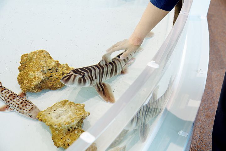 茨城〈アクアワールド茨城県 大洗水族館〉シマネコザメ