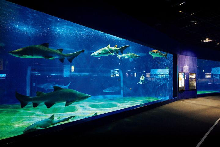 茨城〈アクアワールド茨城県 大洗水族館〉の水槽