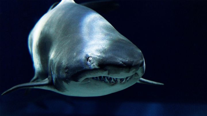 茨城〈アクアワールド茨城県 大洗水族館〉シロワニ