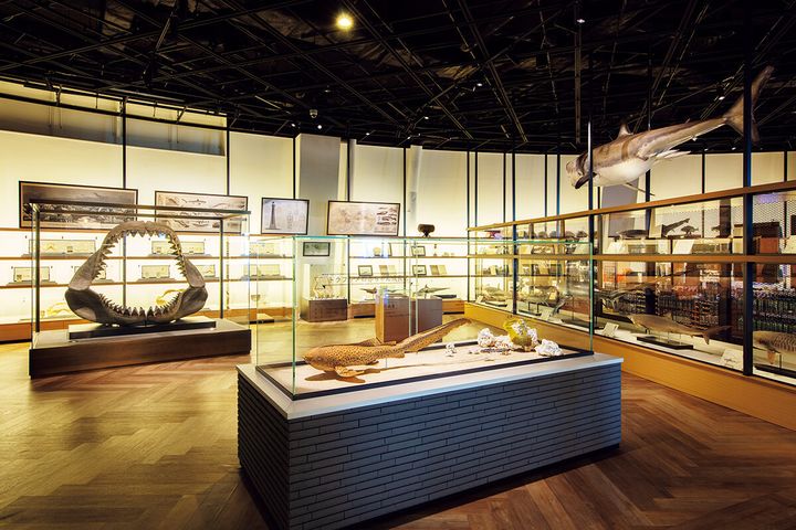 茨城〈アクアワールド茨城県 大洗水族館〉館内