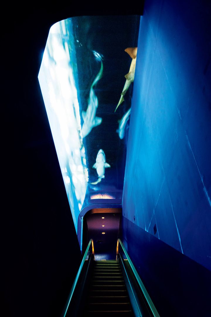 茨城〈アクアワールド茨城県 大洗水族館〉エスカレーター