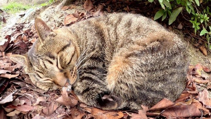 鼻ちょうちんを膨らませる猫