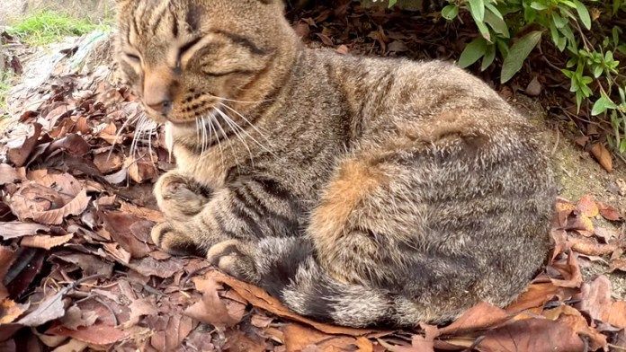 鼻ちょうちんが弾けて目覚めた猫