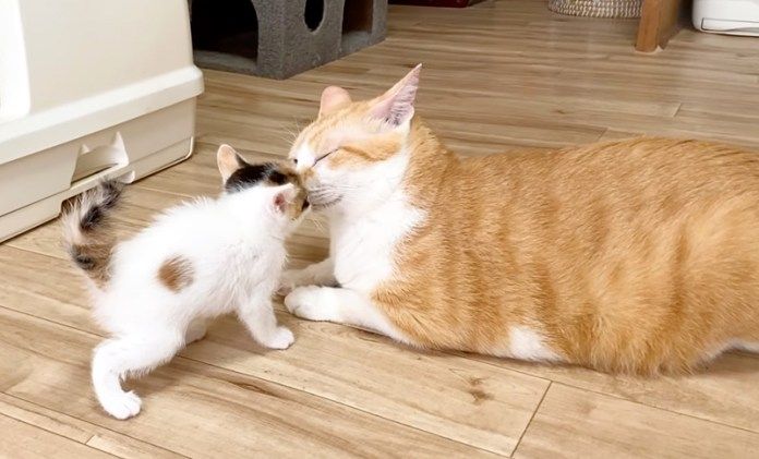 猫と子猫