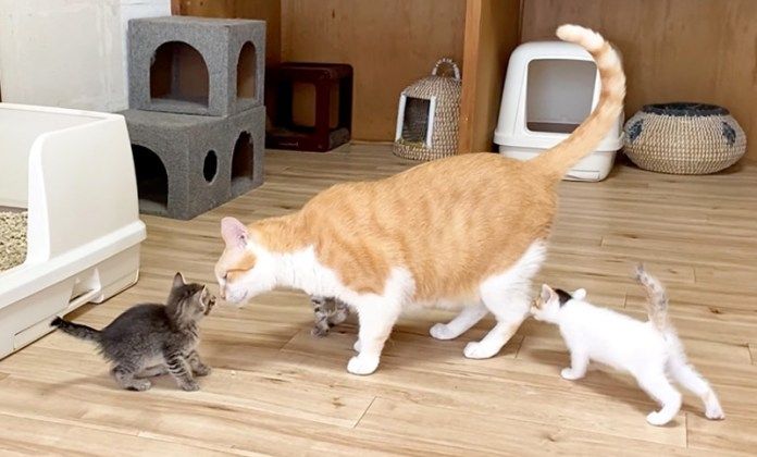 猫と子猫達