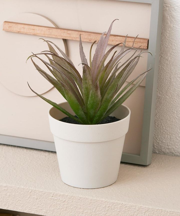 画像4: 出典：3COINS