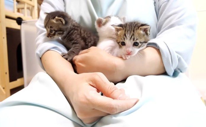 膝の上の子猫達