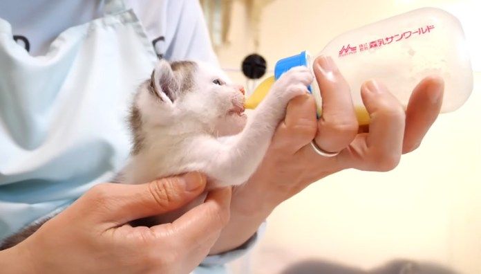 ミルクを飲む子猫
