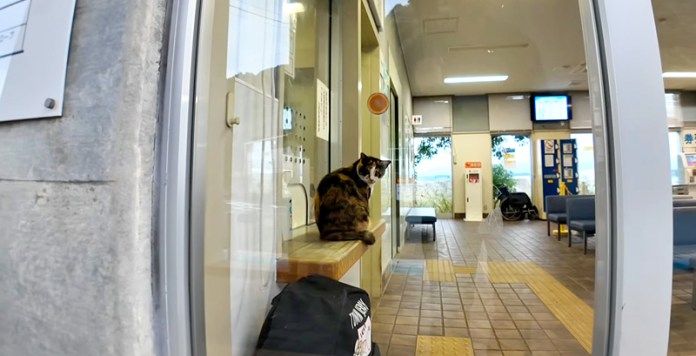 フェリー乗り場の猫