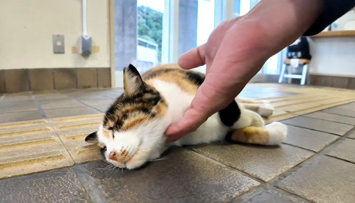 撫でられる猫