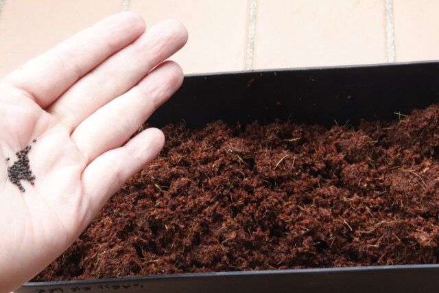 セリア フルーラプランターブラック 使用例