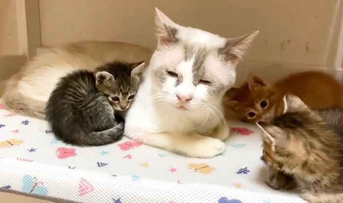 保護猫に寄り添う子猫