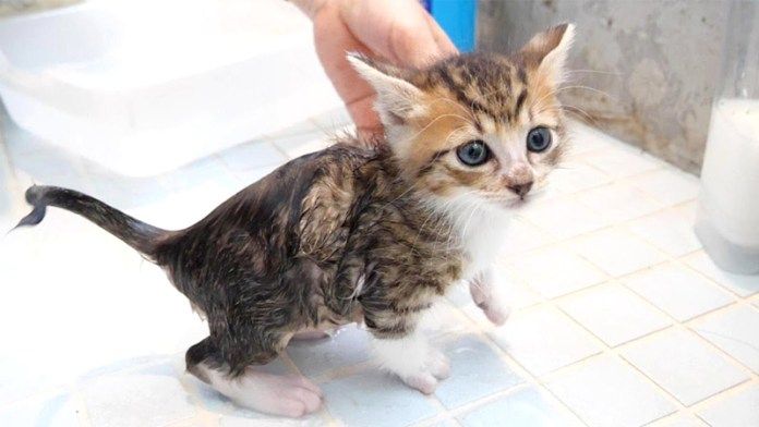 シャンプーする子猫