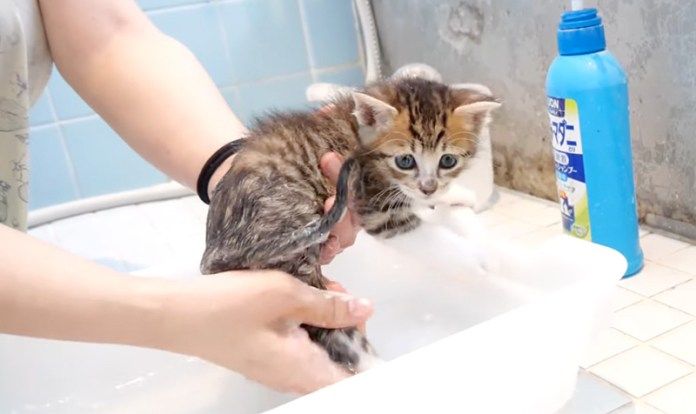 シャンプーする子猫