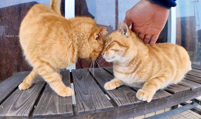 頭突きする猫達