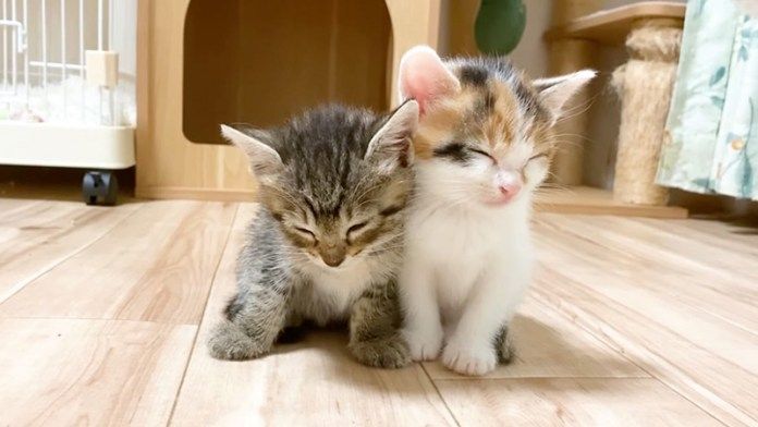 電池切れした子猫達