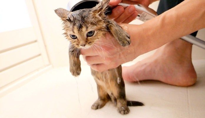 洗い流される子猫