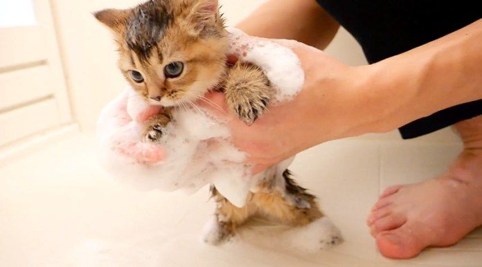 シャンプーされる子猫
