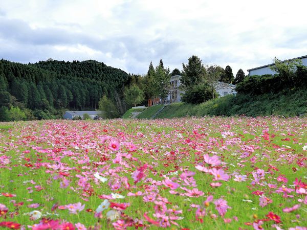 コスモス畑