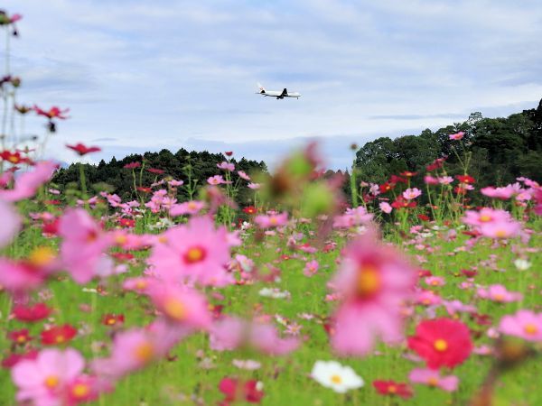 コスモスと飛行機