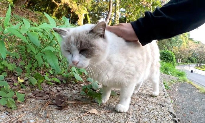 撫でられる猫