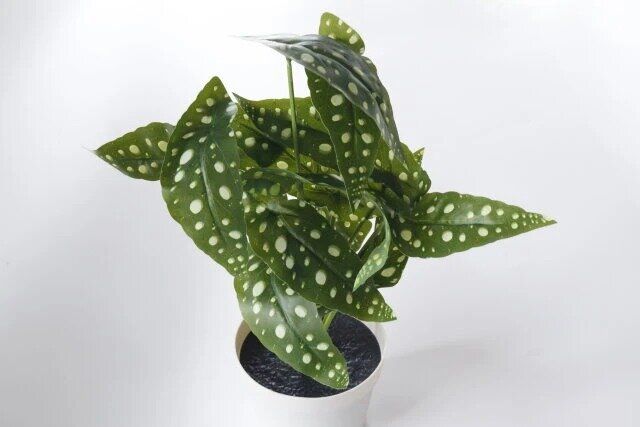 スリコ グリーン 観葉植物