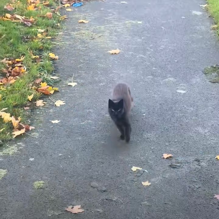 英国の猫の歩きはモンティ・パイソン、これが本場のSillyWalkよ