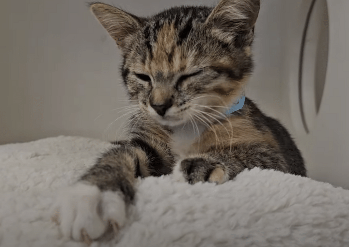 まだ眠ーい！ 寝ぼけ顔の子猫に「おはよう」と挨拶すると