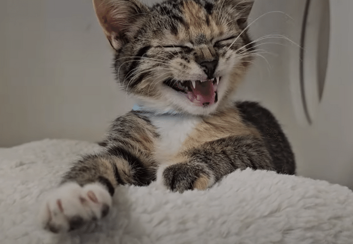 まだ眠ーい！ 寝ぼけ顔の子猫に「おはよう」と挨拶すると