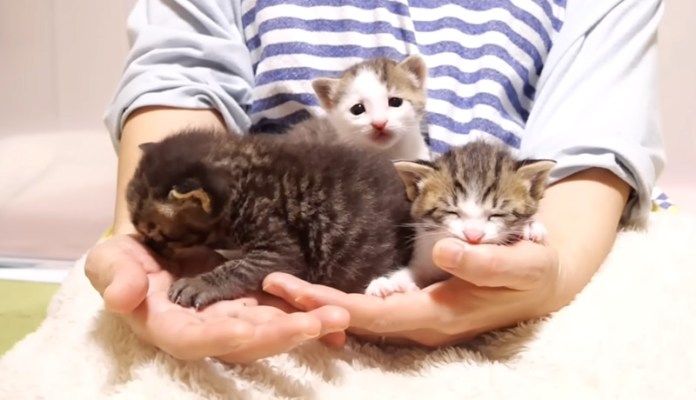 養育主さんの膝の上で甘える子猫