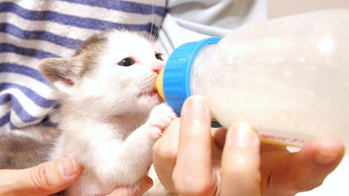 ミルクを飲む子猫
