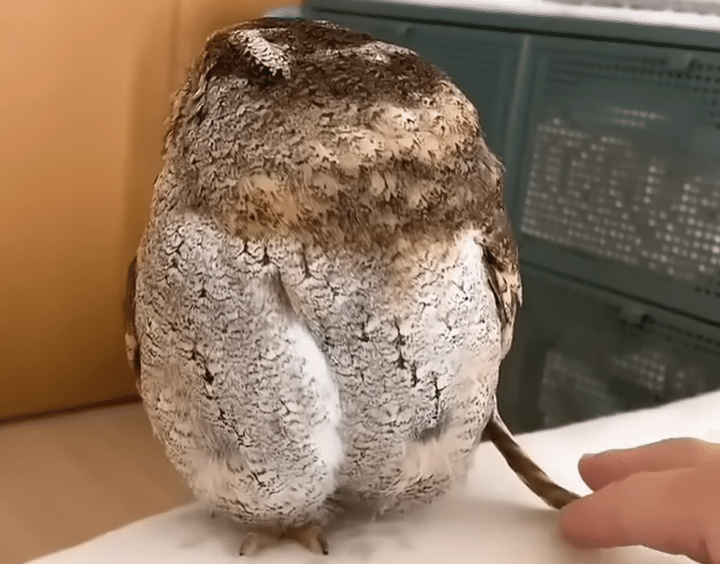 フクロウさんの体から、ぴょこっと飛び出しているのは？